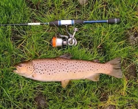 running trout