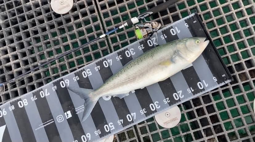 Big Salmon locally