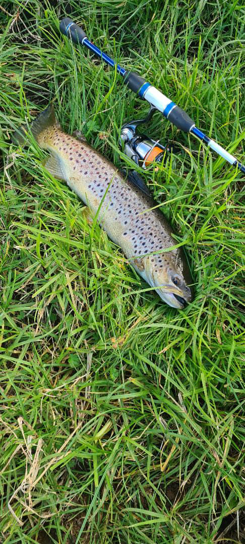 Trout on plastics