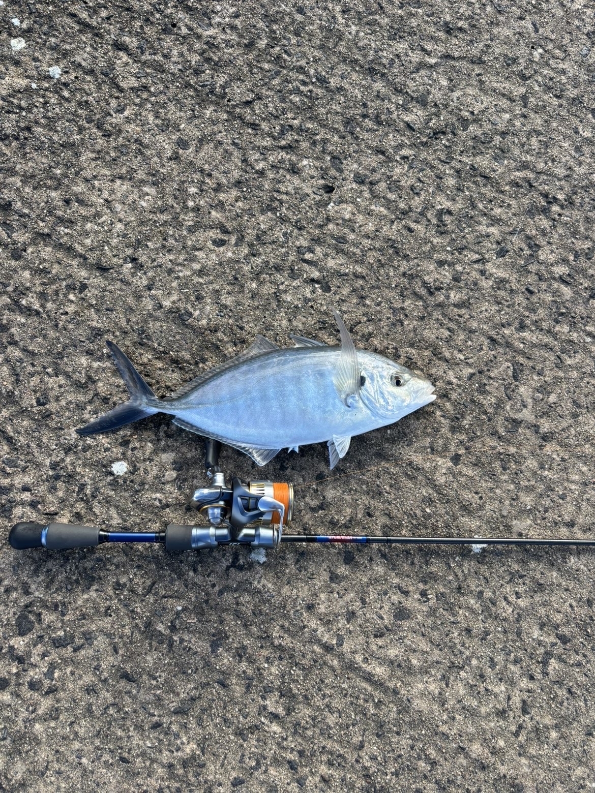 Moyne river trevally