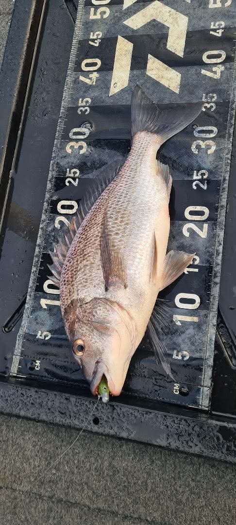 glenelg bream
