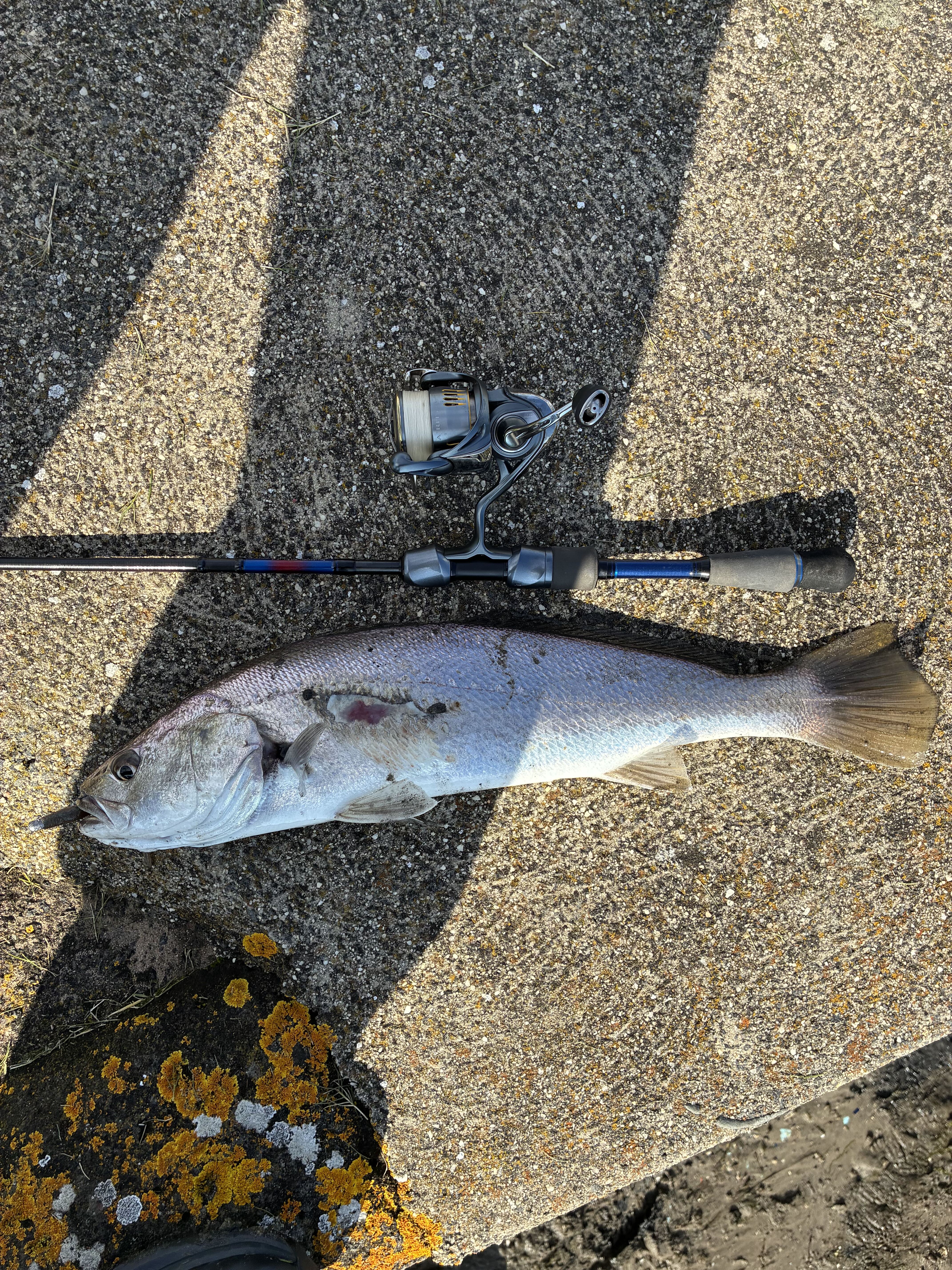 Local Mulloway