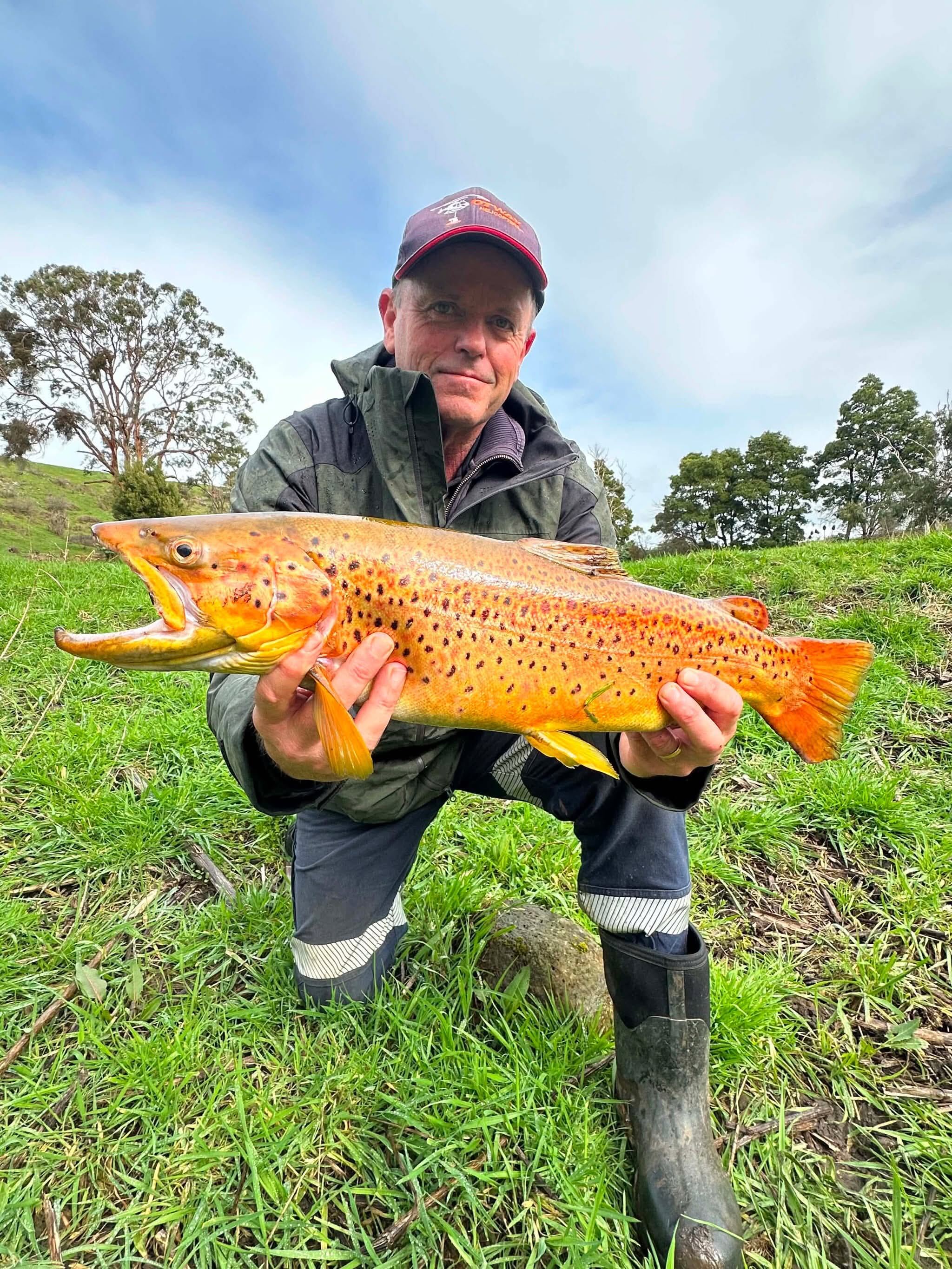 Golden Trout