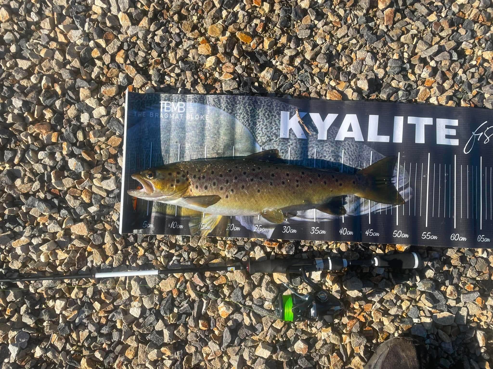 Dr Minnow trout