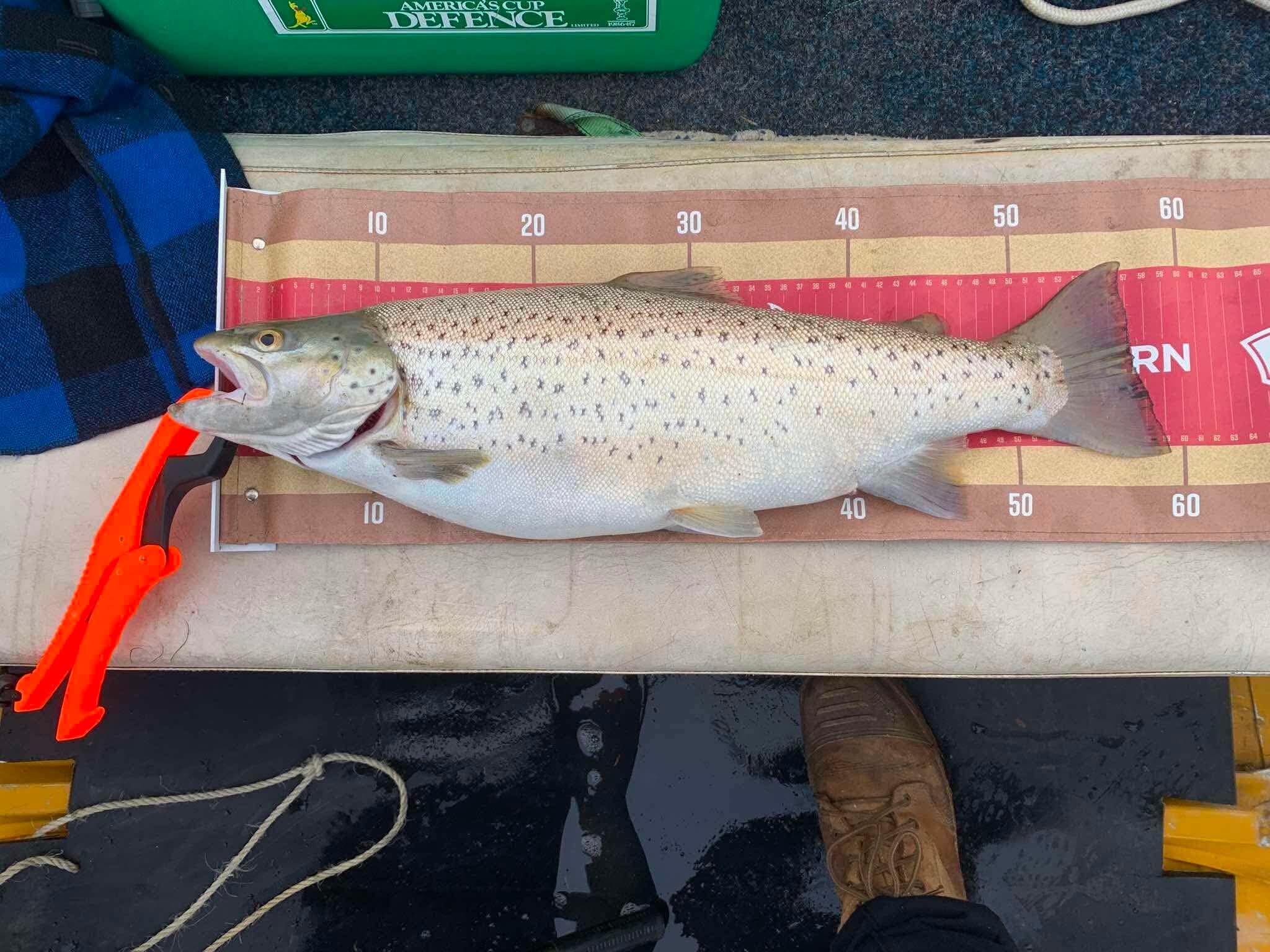 Tassie Devil Trout