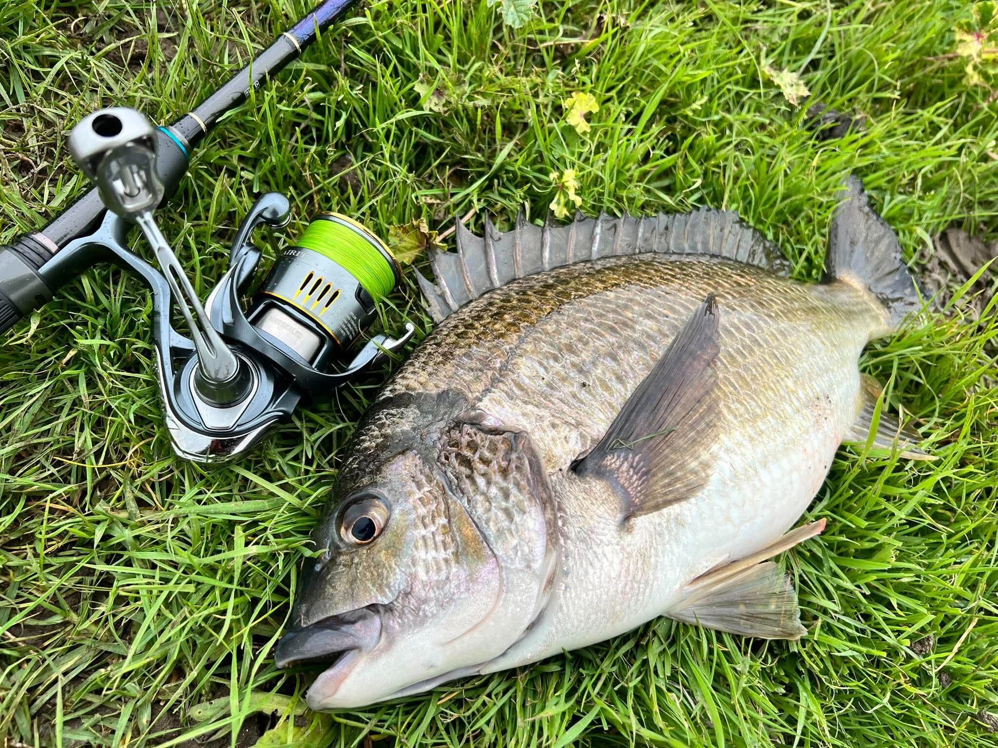 Big Fat Bream