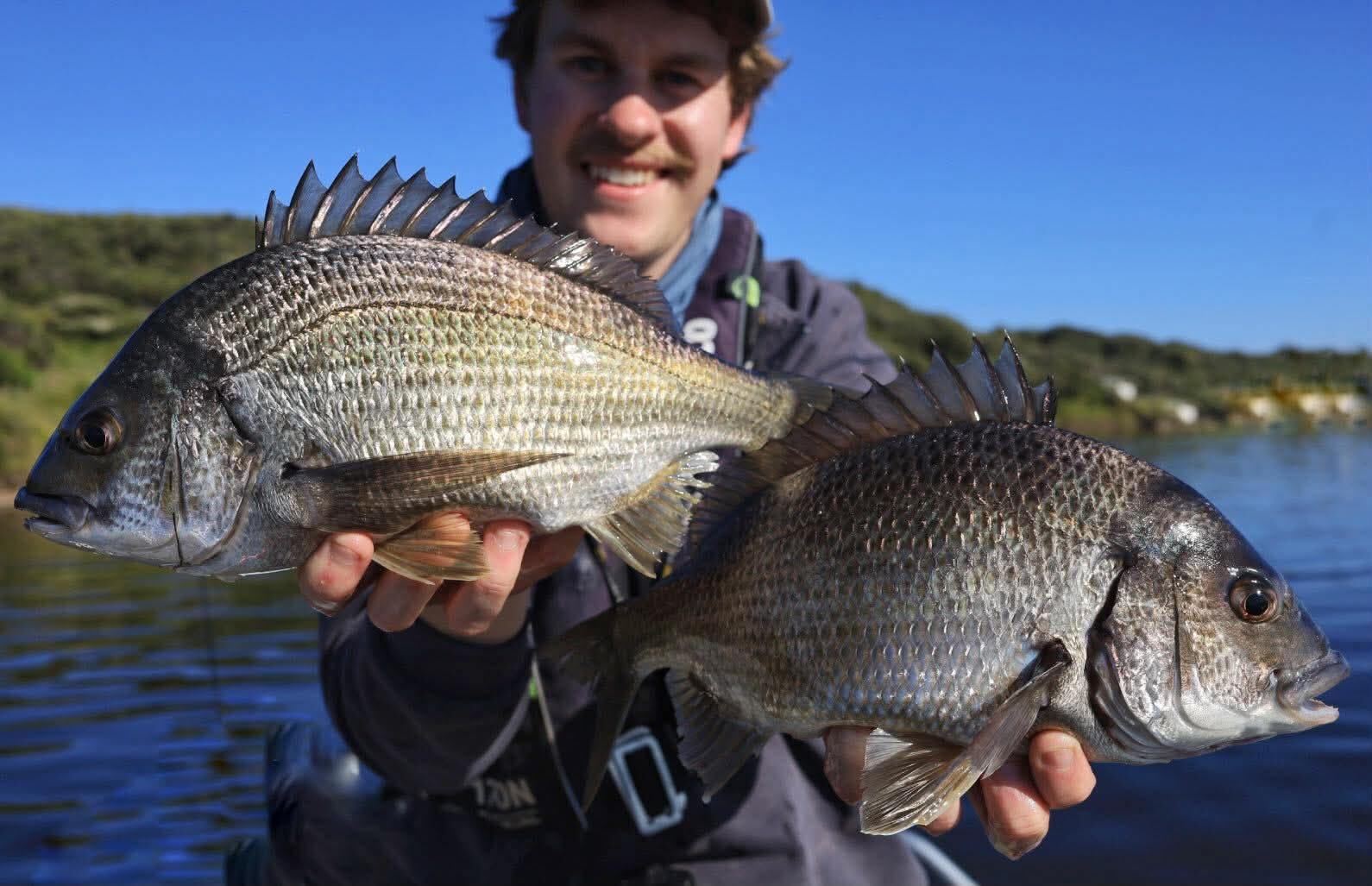 Vibing bream