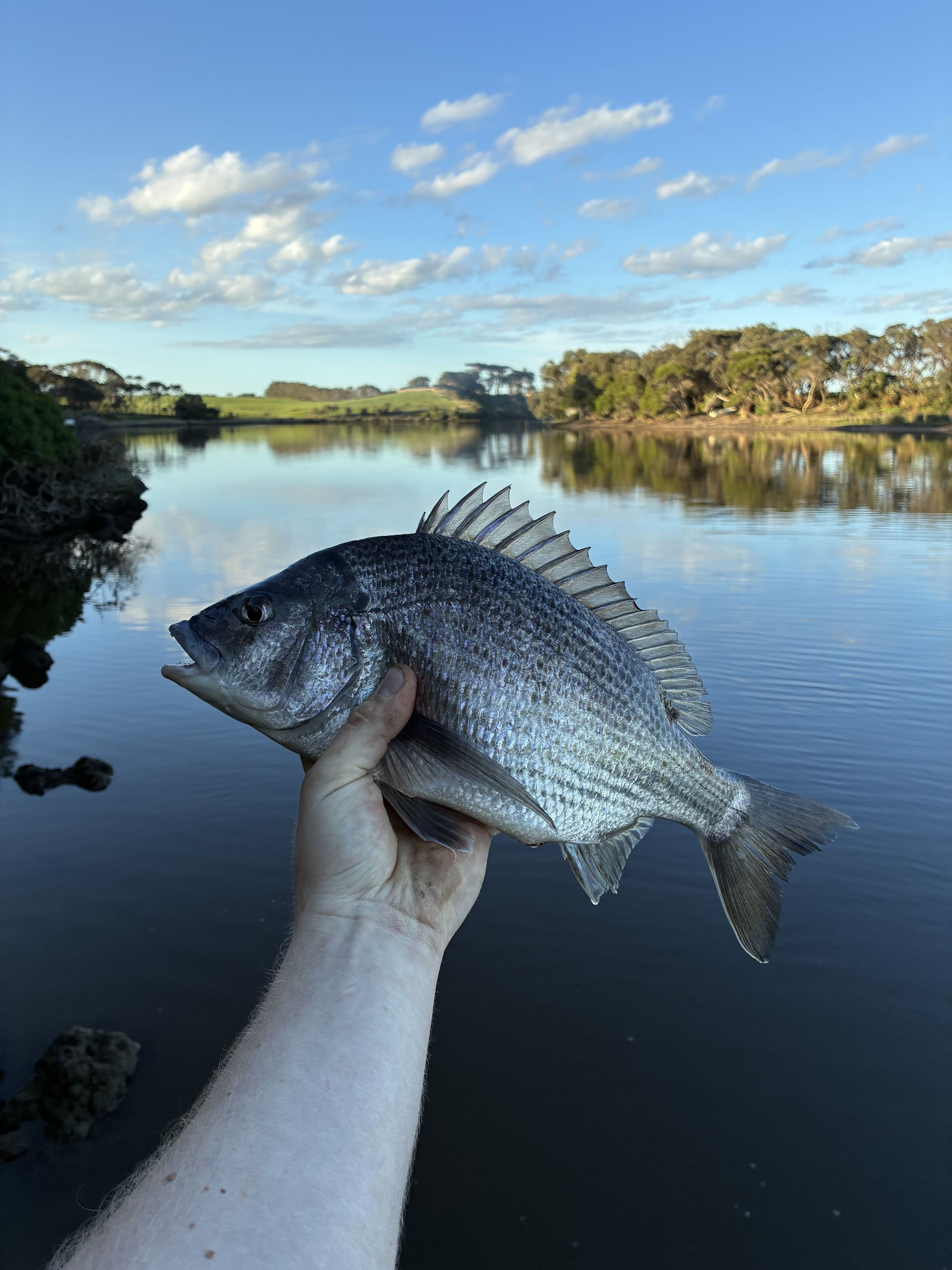 Cranking Bream