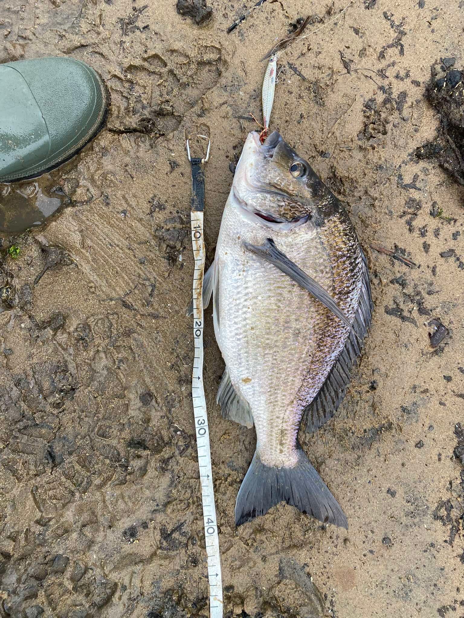 Shallow water= big bream