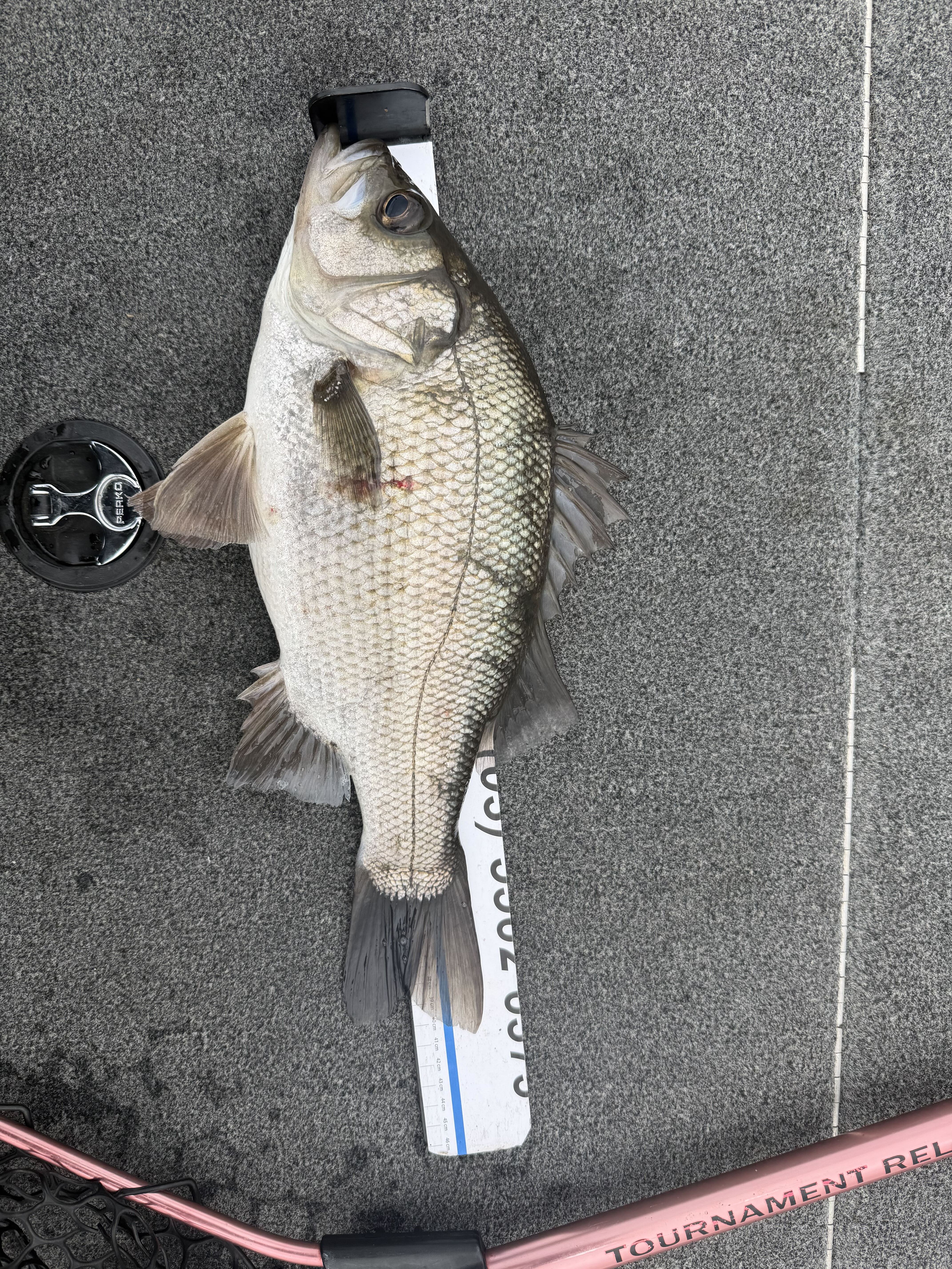 Topwater estuary fun