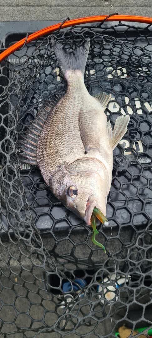 Sand Flats = Bream and Perch