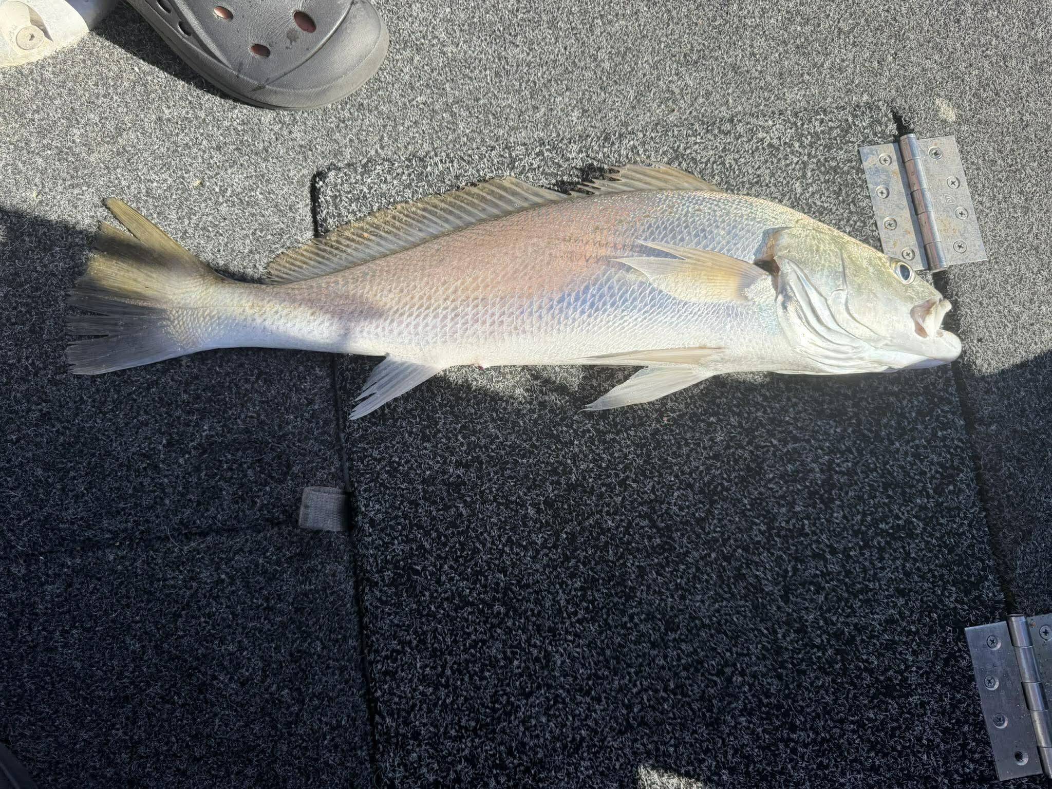 Shipwrech Mulloway