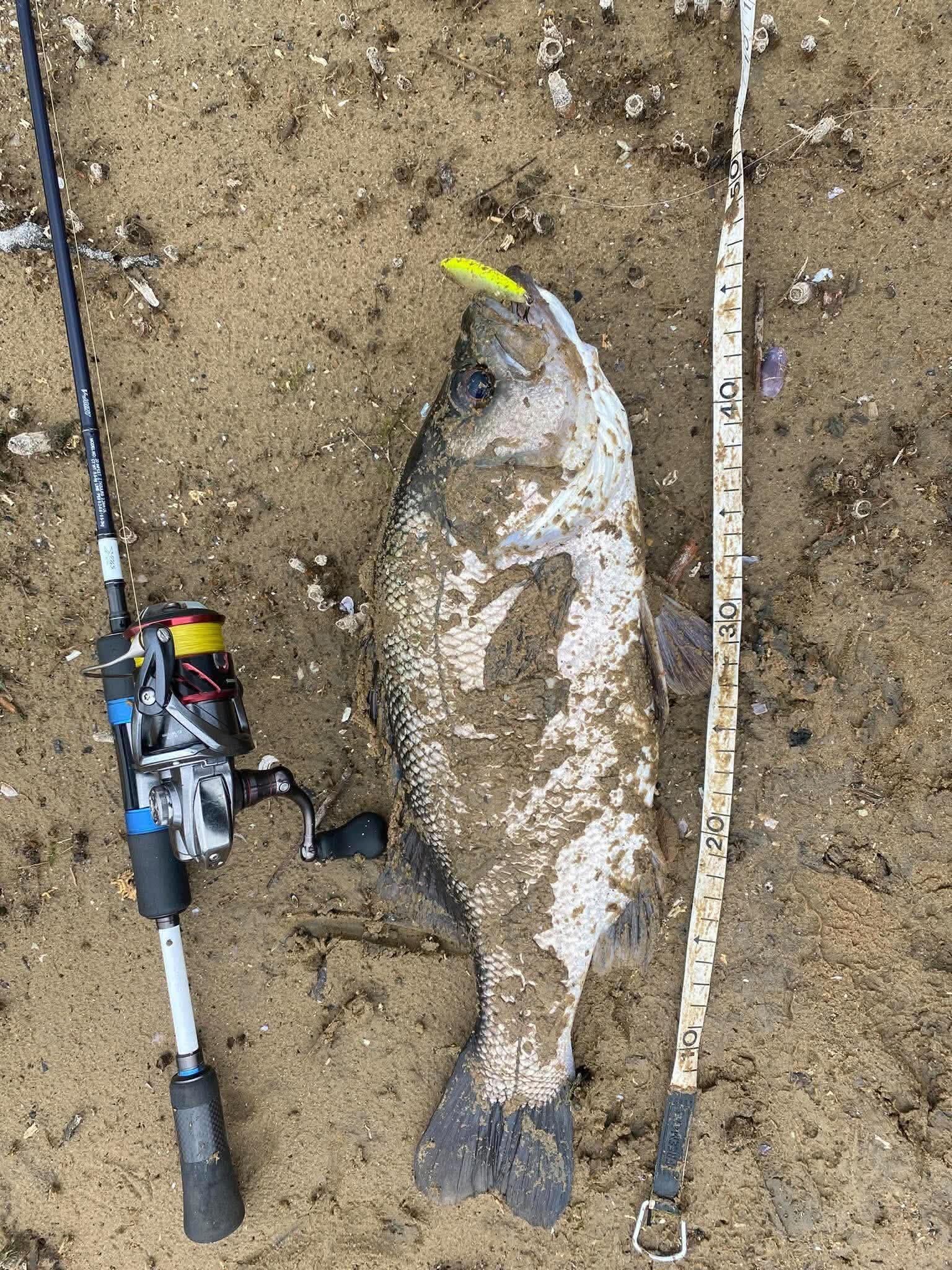 Shore fishing big perch