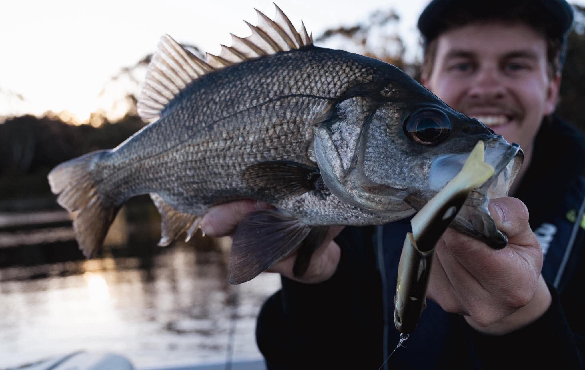 Warm weather = big surface perch