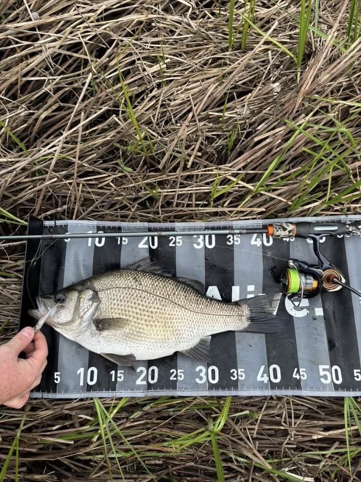 Local Spawning Perch