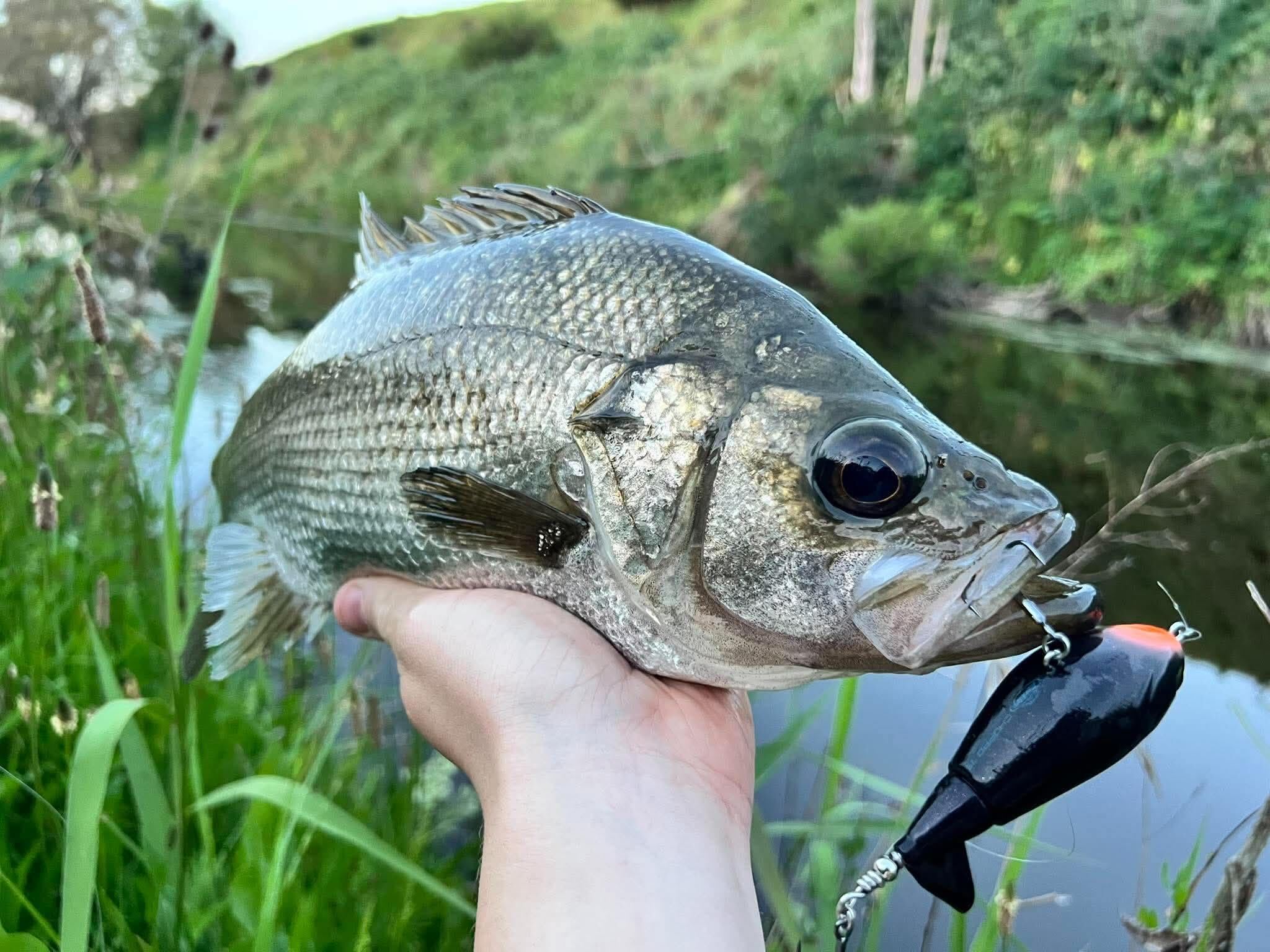 Chopping perch