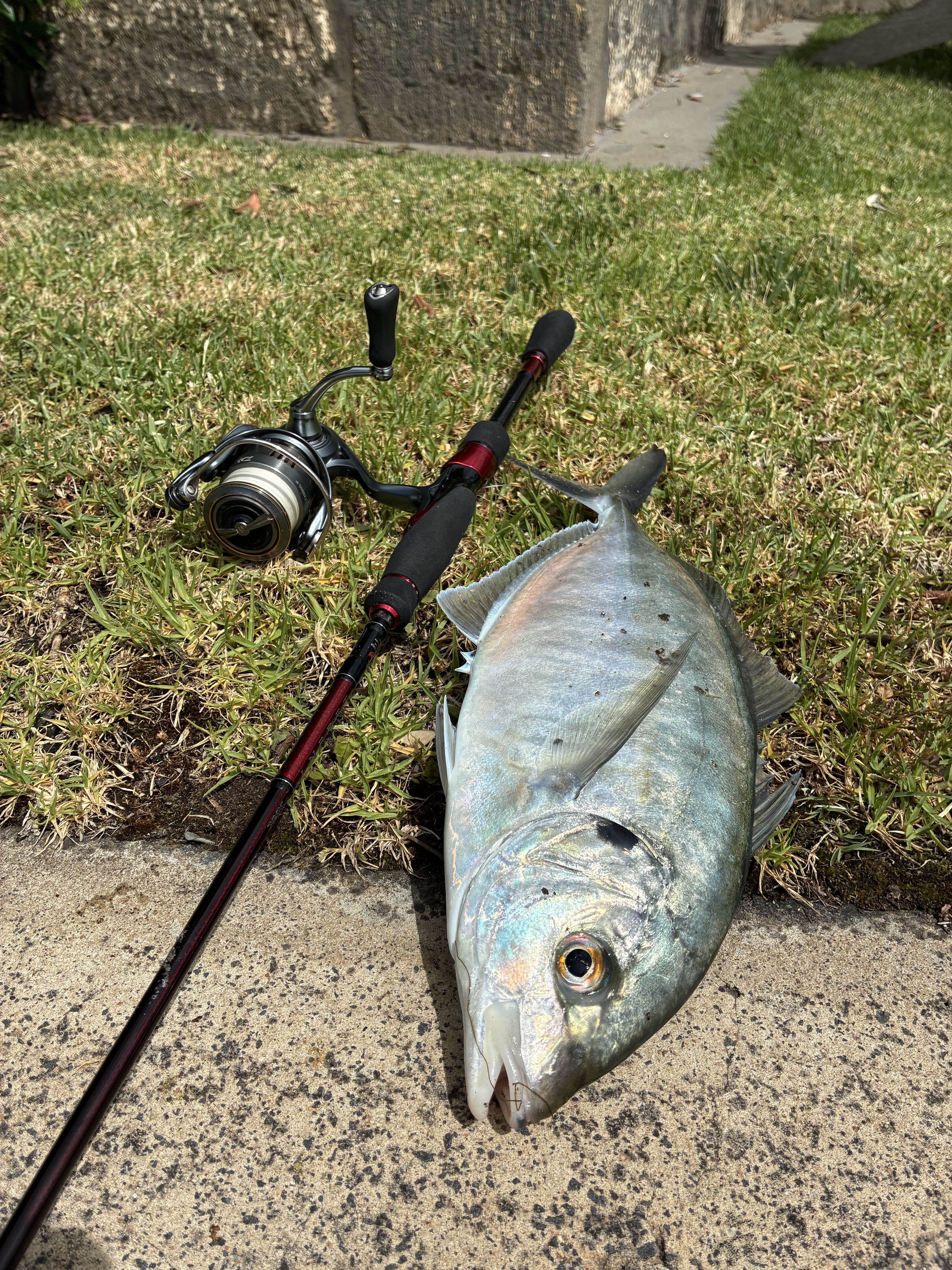 Local trevally